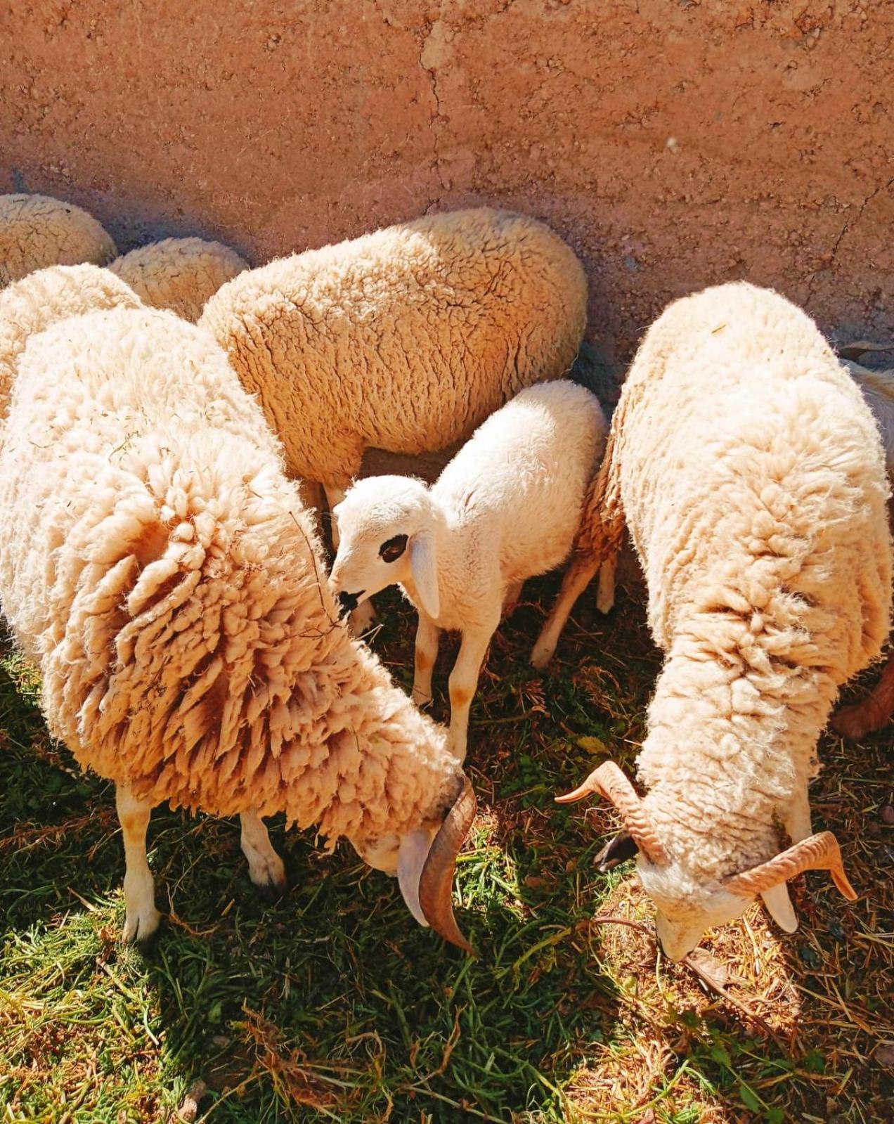 Family Village Marrakech Μαρακές Εξωτερικό φωτογραφία